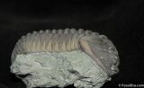 Very Large Flexicalymene Trilobite - Indiana #1003-3